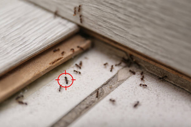 Best Exterminator Services  in Holdenville, OK