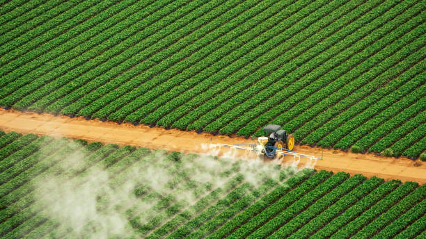 Best Ant Control Services  in Holdenville, OK