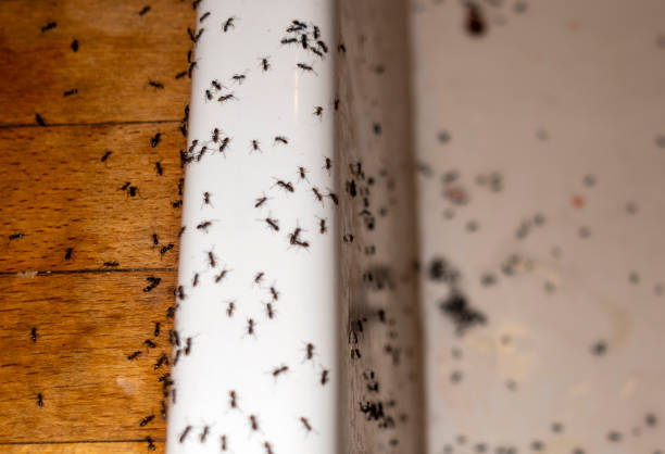 Best Pest Control for Homes  in Holdenville, OK