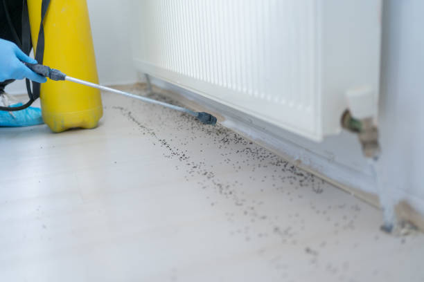 Best Best Pest Control Companies  in Holdenville, OK